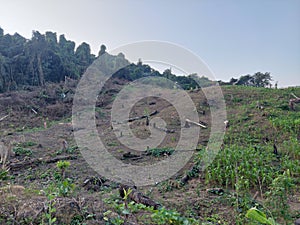 Deforestation in borneo