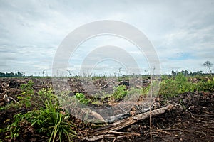 Deforestation in Borneo photo