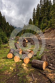 Deforestation in the Carpathian mountains, foggy landscape with fir forest, dirt road and trunks of trees cut, vertical image