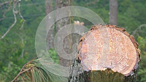 Deforestation in a Central American Forest