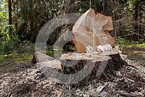 Deforestation in Central Europe. Cut down spruce tree in the forest area