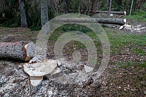 Deforestation in Central Europe. Cut down spruce tree in the forest area