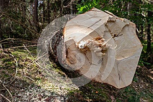 Deforestation in Central Europe. Cut down spruce tree in the forest area