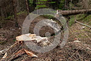 Deforestation in Central Europe. Cut down spruce tree in the forest area