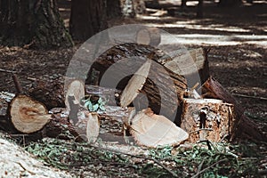 Deforestation concept. Felled logs in a forest