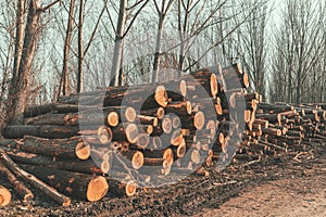 Deforestation concept - logging timber in wood industry, pile of cut off tree trunks