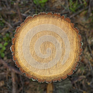 Deforestation concept. Stump cross section of pine tree after cutting down
