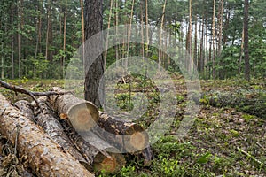 Deforestation concept. Stumps, logs and branches of tree after cutting down
