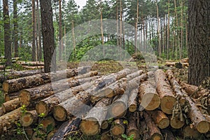 Deforestation concept. Stumps, logs and branches of tree after cutting down forest