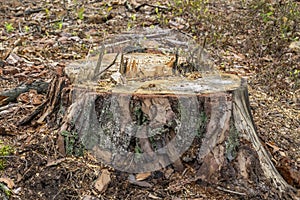 Deforestation concept. Stumps, logs and branches of tree after cutting down forest