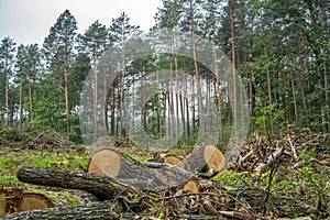 Deforestation concept. Stumps, logs and branches of tree after cutting down forest