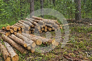 Deforestation concept. Stumps, logs and branches of tree after cutting down forest