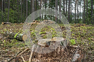 Deforestation concept. Stumps, logs of tree after cutting down forest