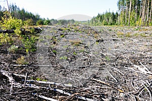 Deforestation. Conservation of the environment and climate change concept