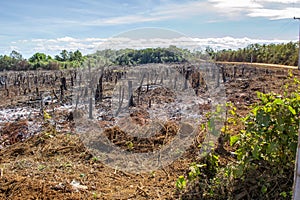 Deforestation: cut trees and burnt down forest in favor of agriculture, slash and burn tactics, as seen in the amazon jungle and