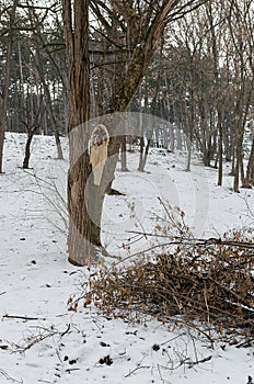 Deforestation and demolished tree, timber