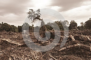 Deforestation environmental damage - tropical rain forest destroyed to construction