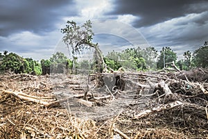 Vanishing Paradise: Devastation of a Tropical Rainforest photo