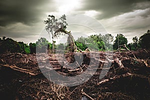 Silent Destruction: Deforestation and Environmental Damage