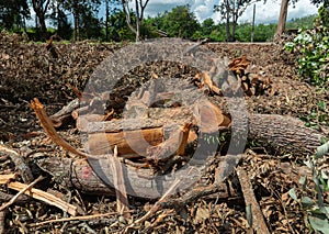 Deforestation environmental problem