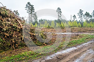 Deforestation; felling pile with twigs