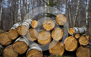 Deforestation felling of trees environmental ecology problem about corruption in European Union region