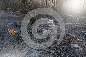 Deforestation for firewood for heating. Blackout. Preparation of brushwood for the winter, furnace firebox