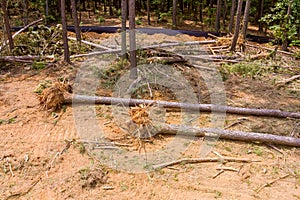 Deforestation of forest dig up tree-stumps and roots after the forest was removed