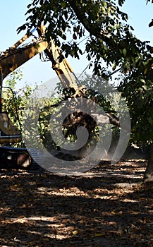 Deforestation of forest. Excavator used to dig up tree-stumps and roots after the forest was removed
