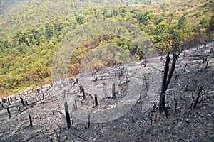 Deforestation, after forest fire, natural disaster, Laos