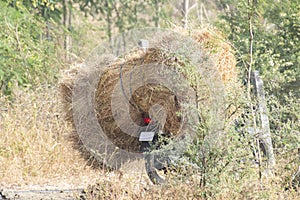 Deforestation Forest Grass Stealing in Madhya Pradesh photo