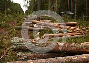 Deforestation forest and Illegal logging. Cutting trees.