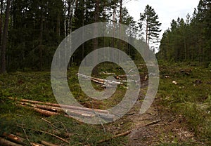 Deforestation forest and Illegal logging. Cutting trees.