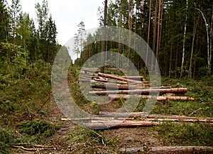 Deforestation forest and Illegal logging. Cutting trees.