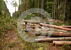 Deforestation forest and Illegal logging. Cutting trees.