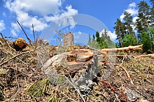 Deforestation forest and Illegal logging. Cutting trees. Stacks of cut wood. Wood logs, timber logging, industrial destruction.