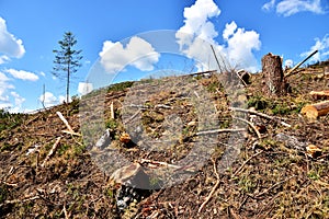 Deforestation forest and Illegal logging. Cutting trees. â€‹Stacks of cut wood. Wood logs, timber logging, industrial destruction