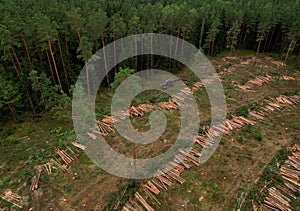 Deforestation forest and Illegal logging. Cutting trees. â€‹Stacks of cut wood. Wood logs, timber logging, industrial destruction