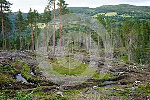 Deforestation