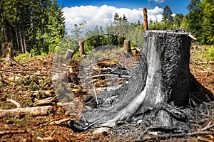 Deforestation forest trunk