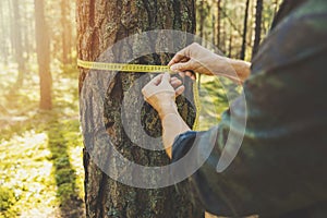 Deforestation and forest valuation - man measuring the circumference of a tree with a ruler tape photo