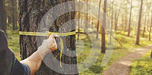 Deforestation and forest valuation - man measuring the circumference of a pine tree with a ruler tape. copy space photo