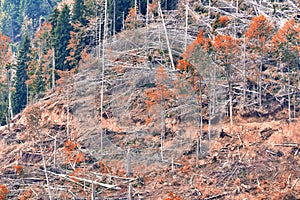 Deforestation in the forests of the Carpathian mountains, Romania.