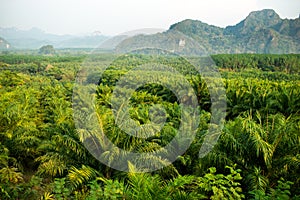 Deforestation of the jungle and replacement by palm trees