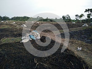 Deforestation Land Clearing for Planting