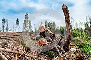 Deforestation landscape view of trees cut. Concept of ecology, environment, global warming