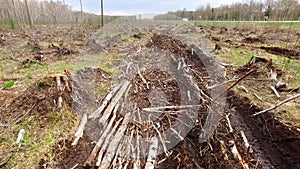 Deforestation, lifeless part of the forest ecology