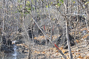 Deforestation Marking to Cut Trees in Madhya Pradesh photo