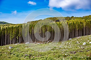 Deforestation in Norway