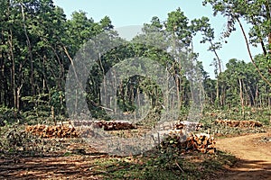 Deforestation Operation in Kerala India